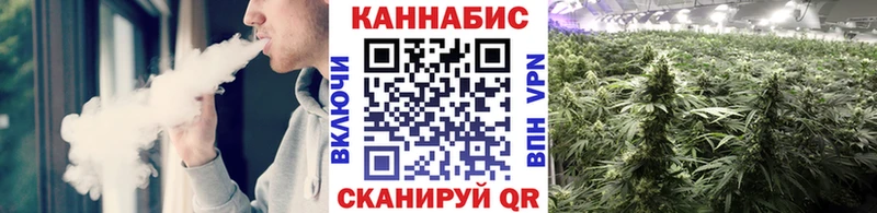 Каннабис планчик  Сураж 